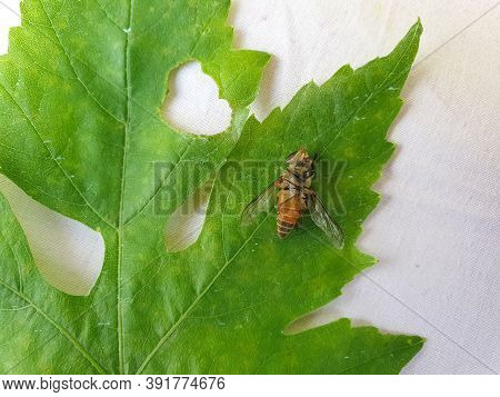 Photo Of A Dead Horse Fly (tabanus Bovinus) On Green Leaf