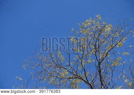 Scarce Leafage On Branches Of Styphnolobium Japonicum Against Blue Sky In Mid October