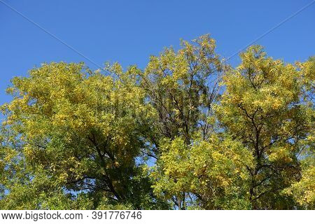 Sky And Crown Of Styphnolobium Japonicum With Autumnal Foliage In Mid October