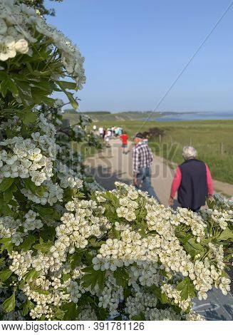 Ales Stenar, Sweden - June 4, 2019: People Walk Along The Path Past A Flower-lined Bush