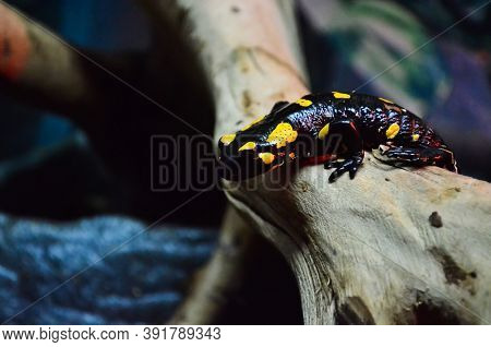 Fire Salamander On Wooden Twig At Zoo.