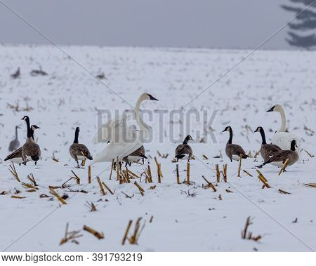 Two Trumpeter Swans (Cygnus buccinator) and Canada Geese (Branta canadensis) feeding in a snow cover