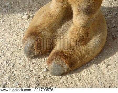 Camel Toe Image Showing Camels Foot On Dry Sandy Ground