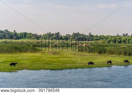 Beautiful Natural Scenery Sailing On The Nile River Cruise From Luxor To Aswer, Egypt
