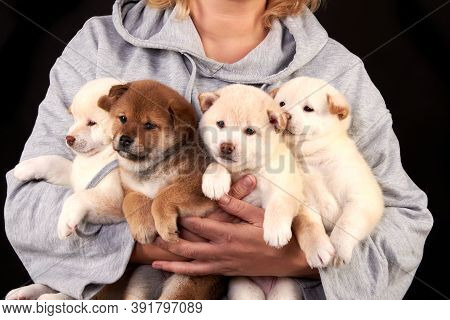 Four Cute Shiba Inu Puppies In The Hands Of A Breeder