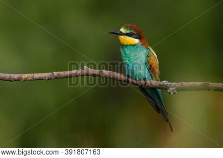 A Golden Bee Eater Sits On A Branch On A Green Background