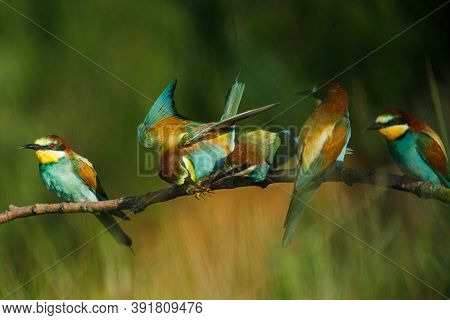Two Golden Bee Eaters Sit On A Branch On A Green Background And Feed Each Other