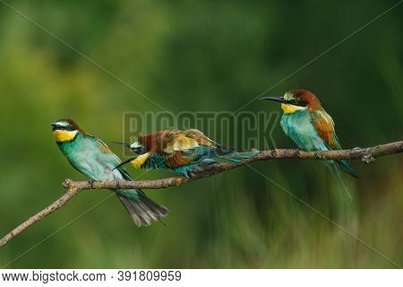 A Golden Bee Eater Sits On A Branch On A Green Background