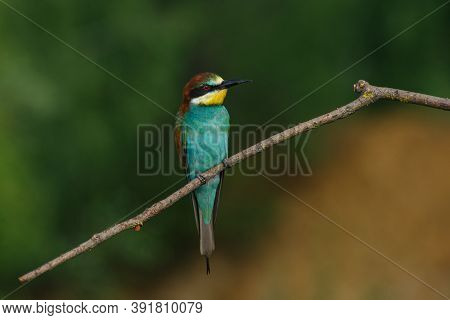 A Golden Bee Eater Sits On A Branch On A Green Background