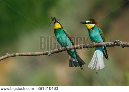 Two Golden Bee Eater Sitting On A Branch On A Green Background