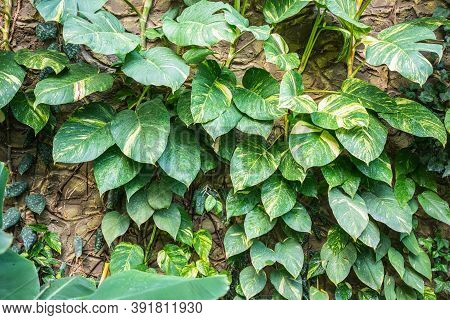 Epipremnum Aureum Scindapsus Liana On The Wall In Garden