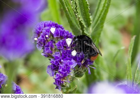 Beautiful Flowers Of Statice Or Limonium Sinuatum Or Wavyleaf Sea Lavender.   Small Flowers With Whi