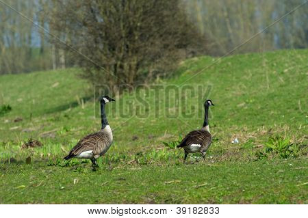Kanada husí pár v nizozemských Biesbosch příroda
