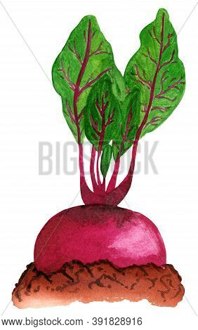 Watercolor Beetroot In The Ground. Root Vegetable With Halm Is Growing In The Garden Bed, Side View 