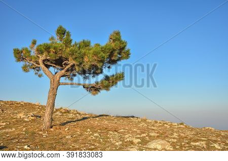 Lonely Pine Tree Rock, Tree Mountain, Pine On The Cliff