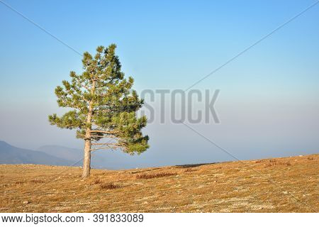 Lonely Pine Tree Rock, Tree Mountain, Pine On The Cliff