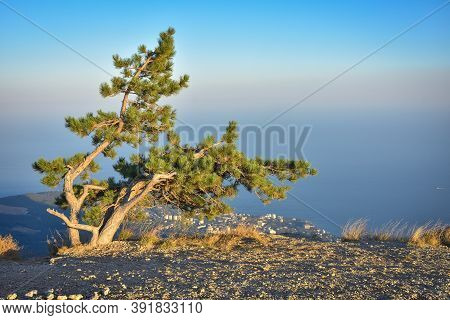 Lonely Pine Tree Rock, Tree Mountain, Pine On The Cliff
