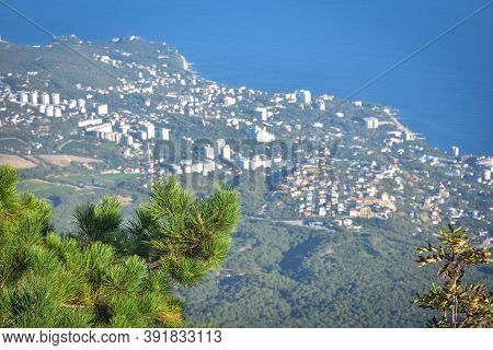Pine On Cliff With Overlooking The Panorama Of The City, Beach And Black Sea On Background Down. Ai-