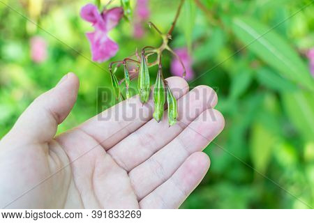 Himalayan Balm Seeds In Hand Close Up Photo. Policeman Helmet Plant, Bobby Tops, Invasive Asian Plan