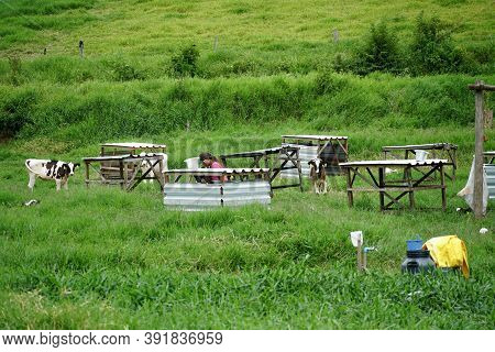 Cows Grazing On A Green Field With Farmer Milking The Cow. Amparo, State Of Sao Paulo, Brazil. Octob