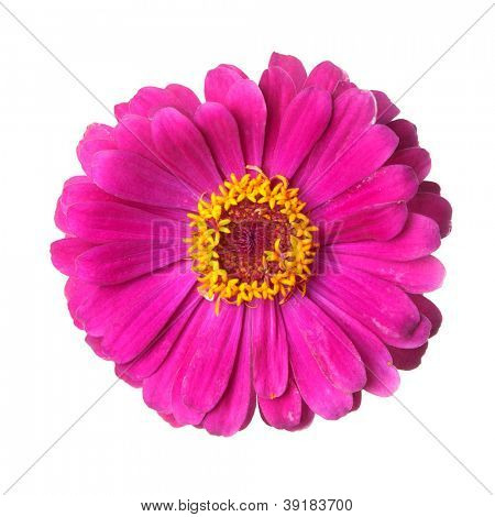 Genere Zinnia, famiglia Compositae