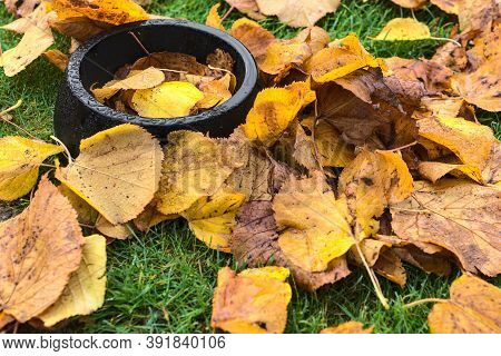 Black Dog Drink Bowl Covered In Autumn Wet Fallen Leaves. Top View Of Dog Drink Plate On Autumnal Mo
