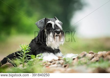 Astute Miniature Schnauzer Breed Dog Laying On Dry Stones Outdoors With Blurry Background In Summer 