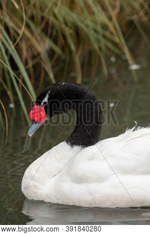 Black Necked Swan (cygnus Melancoryphus)