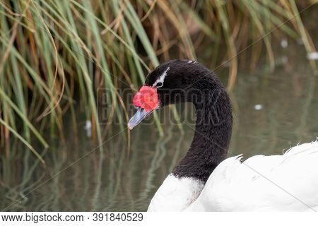 Black Necked Swan (cygnus Melancoryphus)