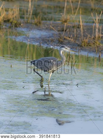 Beautiful Gray Heron In A Pond Searching For Food
