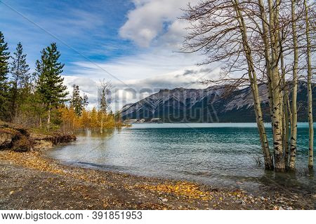 Dried Birch Branches And Fallen Golden Foliage On The Emerald Green Water Surface. Scenery View At A