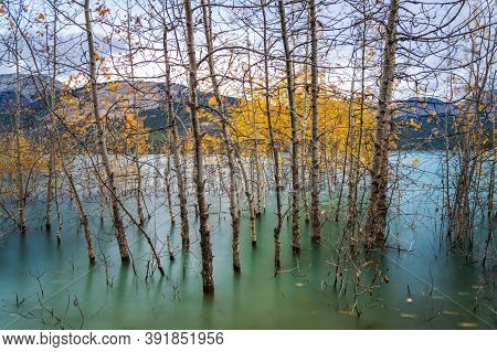 Dried Birch Branches And Fallen Golden Foliage On The Emerald Green Water Surface. Scenery View At A