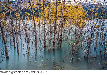 Dried Birch Branches And Fallen Golden Foliage On The Emerald Green Water Surface. Scenery View At A