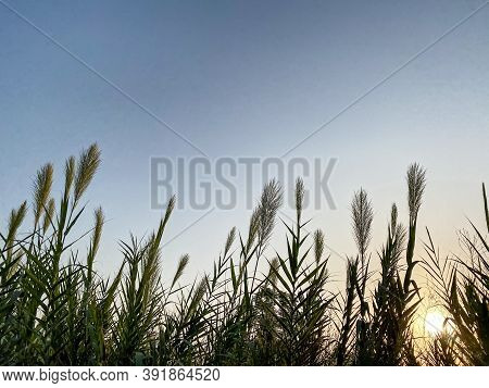 Sunshine Coming Out Of The Reeds In The Field Against The Blue Sky