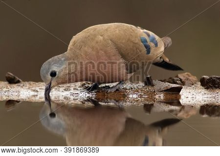 The Emerald-spotted Wood Dove (turtur Chalcospilos) Drinking From Small Pound With Braun Background.