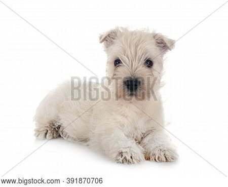 Puppy West Highland White Terrier In Front Of White Background