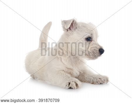 Puppy West Highland White Terrier In Front Of White Background