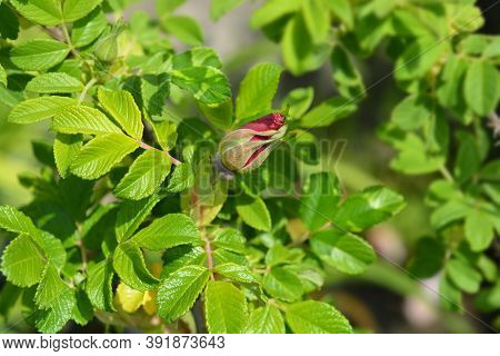 Rugosa Rose - Latin Name - Rosa Rugosa