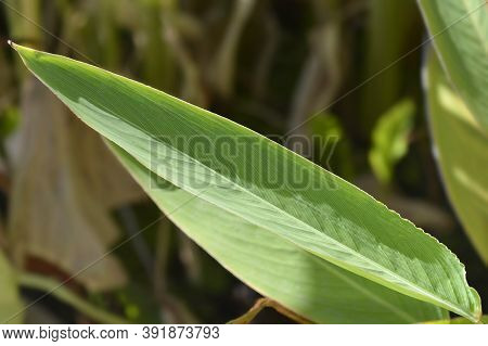 Powdery Alligator-flag Leaf - Latin Name - Thalia Dealbata