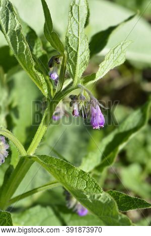Common Comfrey - Latin Name - Symphytum Officinale