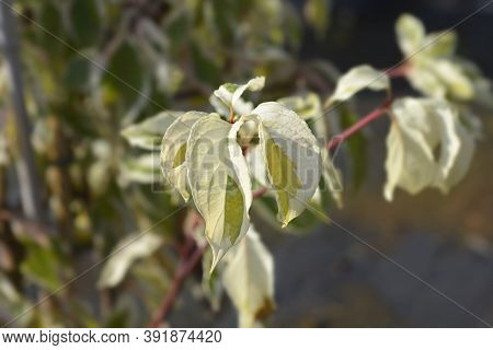 Wedding Cake Tree Leaves - Latin Name - Cornus Controversa Variegata