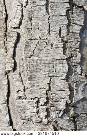 Western Red Cedar Martin Bark Detail - Latin Name - Thuja Plicata Martin