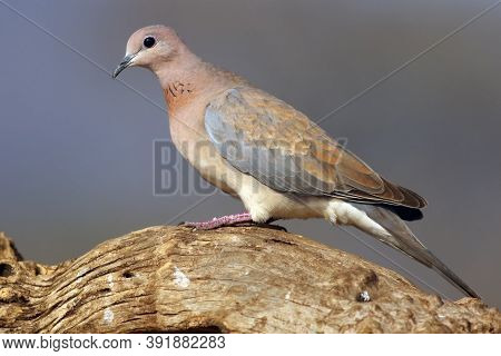 The Laughing Dove (spilopelia Senegalensis) Sitting On A Dry Branch With Blue Background