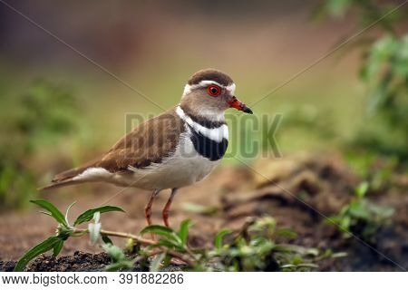 The Three-banded Plover, Or Three-banded Sandplover (charadrius Tricollaris) Standing On The Shore. 