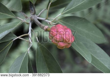 Sweetbay Magnolia (magnolia Virginiana). Called Sweetbay, Laurel Magnolia, Swampbay, Swamp Magnolia,