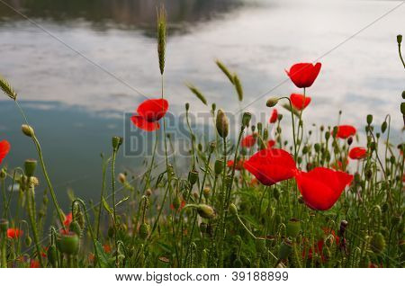 花風景、ポピー