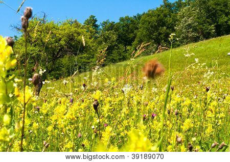 美しい山の風景の木々 や緑の芝生