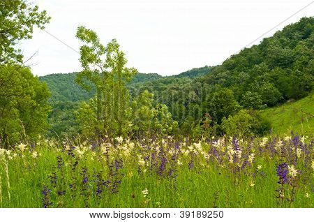 美しい山の風景の木々 や緑の芝生