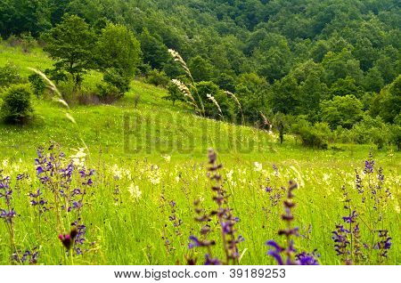 美しい山の風景の木々 や緑の芝生