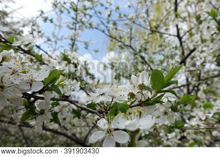 Multiple White Flowers Of Sour Cherry Tree Against The Sky In April
